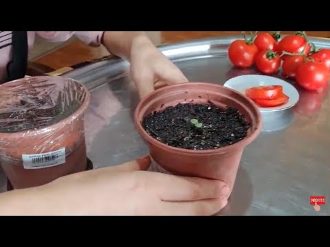 Video: Hvordan Lage Risfylte Tomater