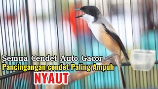 Terapi Ampuh Cendet Macet Agar Cepat Gacor Emosi Buka Parauh Sekali Putar Langsung Nyaut