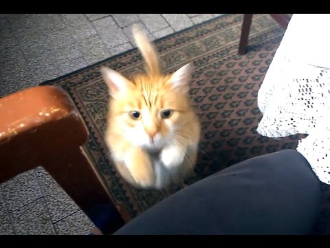 お父さんにベッタリなねこ  