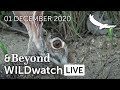 WILDwatch Live | 01 December, 2020 | Morning Safari | South Africa