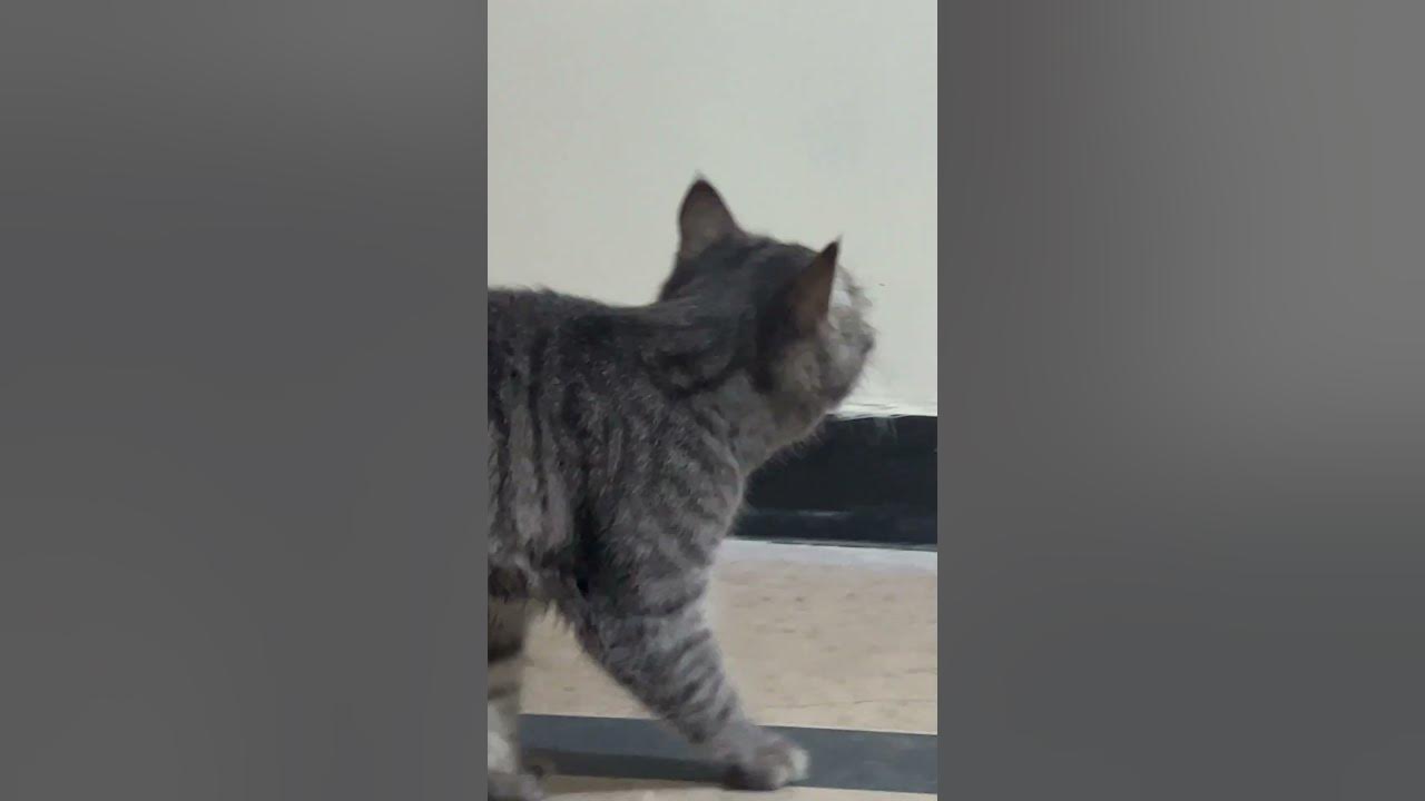 why-is-my-cat-making-weird-noises-youtube