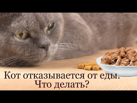 Кот отказывается от еды. Что делать. Причины отказа от еды кошки