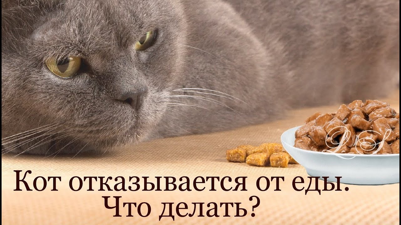 Отказ от еды у кошек. Кот отказывается от еды. Кот отказывается от еды причины. Ешь слабых кот. Отказ котик.