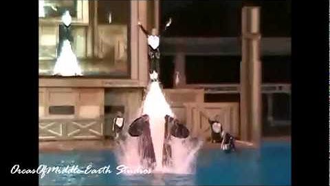 Orcas And Trainers - I Got You