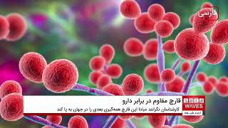 هشدار محققان از همه گیری قارچ مقاوم در برابر دارو در جهان