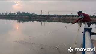 How to catch fish with a net in Egyptطريقه صيد السمك بالشبك