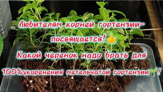 Какой черенок надо брать для 100% укоренения метельчатой гортензии. Результат Вас порадует🌱👍👌