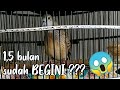 Wahh Suara Perkutut Usia Bulan Ring Jihan Bird Farm Mp3 - Mp4 Download
