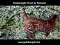 Fabuloso gato bengalí leopardado (Bengalíes Ramazan)