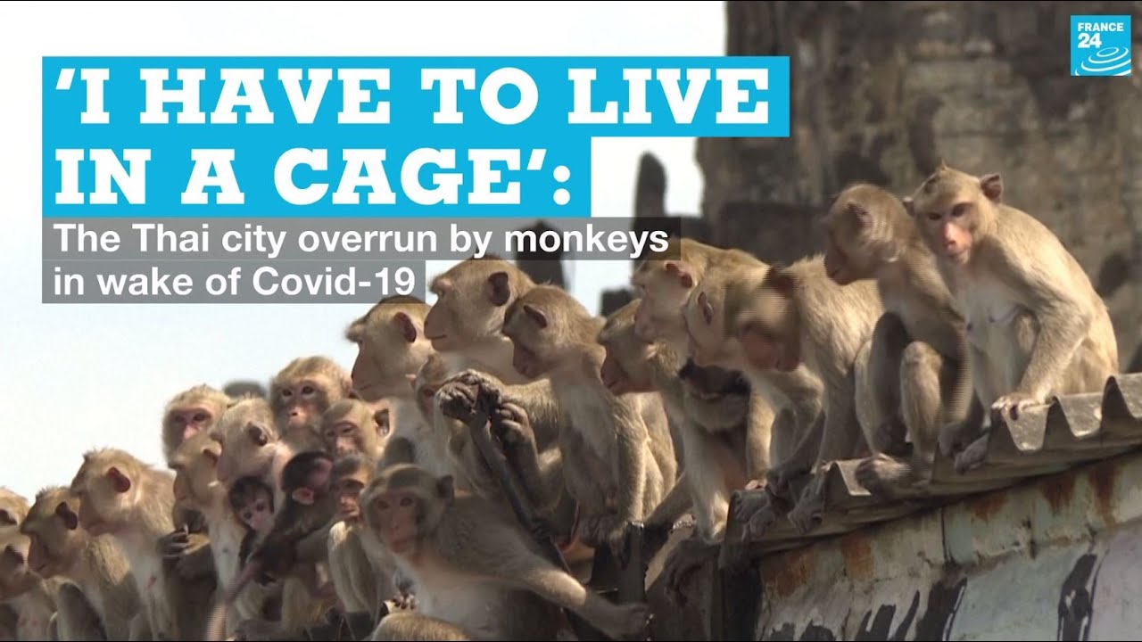 ‘I have to live in a cage’: The Thai city overrun by monkeys in wake of Covid-19