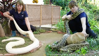 Giant Python \u0026 Anaconda Snake Invade the Farm – Dramatic Rescue of Dog from Attack! 🐍🐕🔥