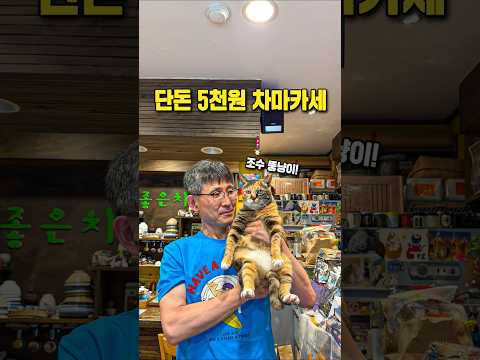 단돈 5천원에 고양이랑 차마카세 즐기는 곳! #shorts