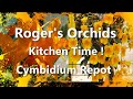 Kitchen Time! - Cymbidium Repot
