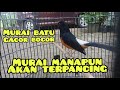 Murai Medan Gacor Full Isian Ngotot Pancingan Ampuh Untuk Murai Batu Macet Mp3 - Mp4 Download