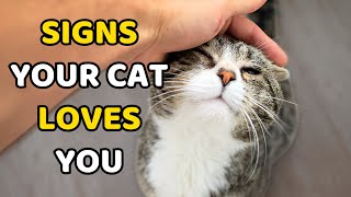Download Lagu These Cat Behaviors Mean They’re Always Thinking of You MP3 Download Lagu These Cat Behaviors Mean They’re Always Thinking of You MP3