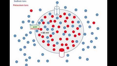 Equilibrium Potentials