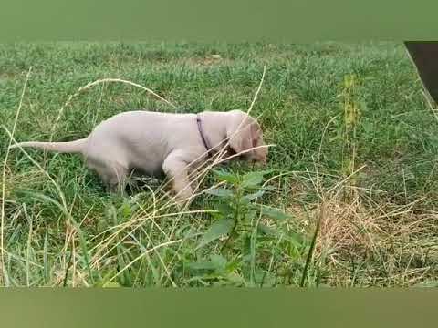 Video: Wirehaired polohovací Griffon