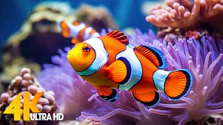 Aquarium 4K ULTRA HD 🐠 Beautiful Coral Reef Fish - Relaxing Sleep Meditation #67