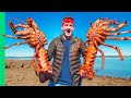 Australia’s GIANT Rock Lobsters!! Hand Caught Tasmanian Seafood!! image