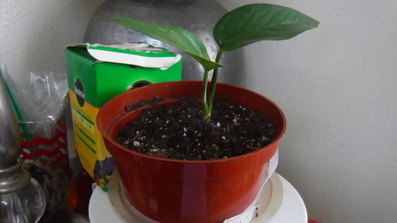 House Plants That Love Coffee Grounds YouTube