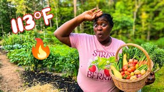 How to Save your Garden from Extreme Heat 🔥🔥 | 4 Easy Steps