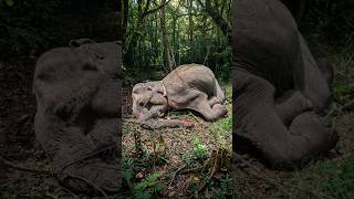 Tragic Loss: Pregnant Elephant and Unborn Calf Found Dead in Puttalam Reserve