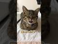 子猫の時も今も、上手にしゃべる、さもじさん