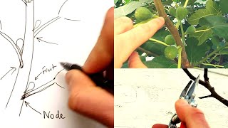 How to Prune Fig Trees For MAXIMUM Fruit Production [Includes Little-Known Tip Towards The End]