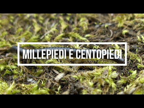 Video: Differenza Tra Millepiedi E Millepiedi