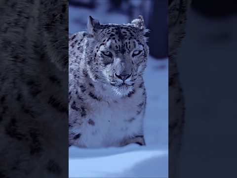 شبح قمة إيفرست وحاكم جبال الهيمالايا  