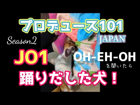 日プ2【PRODUCE 101 JAPAN SEASON2】OH EH OH 急に踊りだした犬！A Basenji dog started dancing with "oh eh oh" song.