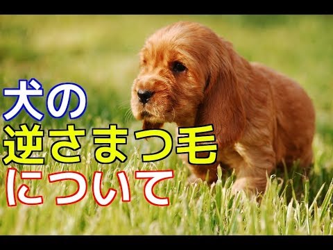 愛犬のための知識 犬の逆さまつ毛について 犬を知る Youtube 愛犬のための知識 犬の逆さまつ毛について 犬を知る Youtube