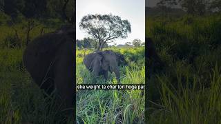 😲Elephant ka Viral Scene Aap Miss Mat Karna #viral #shorts #animals #elephant #trending #ytshorts