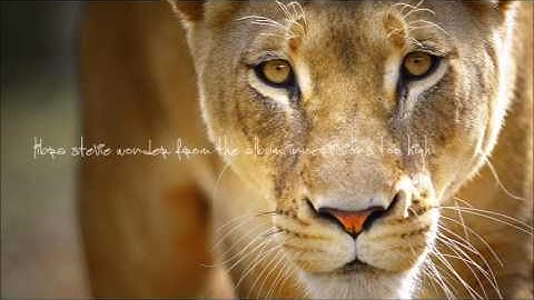 stevie wonder - too high