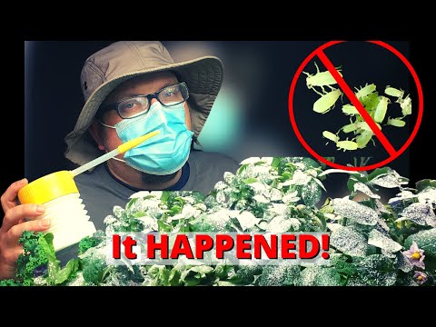 Video: Apakah tanah diatom aman untuk penggunaan di dalam ruangan?