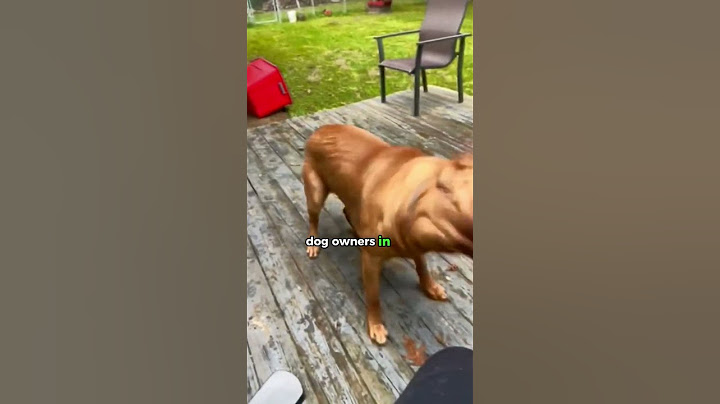 The Secret to Happy Dogs: Understanding Dog Zoomies #dogs #ShikyFAV #DogZoomies