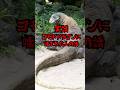 実話!コモドドラゴンに噛まれた人の話#shorts #実話 #野生動物