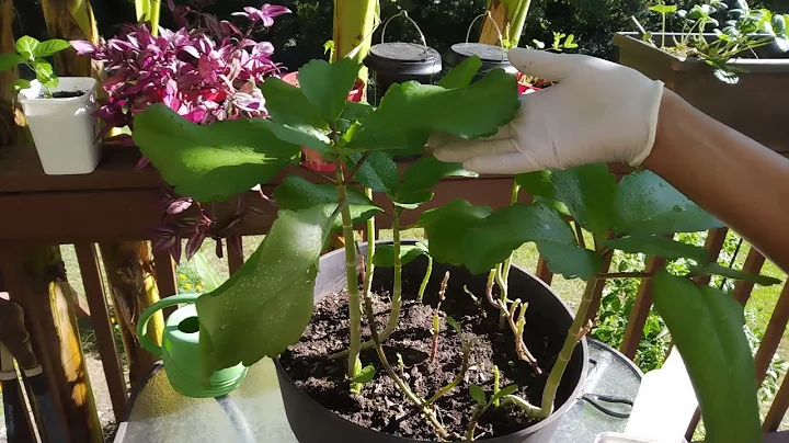 How to grow Leaf of Life plants from a single leaf..#Miracle Leaf #Wonder of the World #gardening