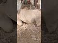 تزاوج الجمال في الصحراء Tazawuj Al Jamal Fi As Sahra Camel Mating In The Desert 