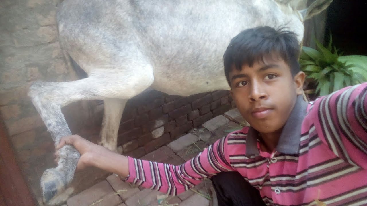 me and my donkey very funny vlog new and latest vlog my donkey vlog Part 2