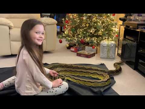 Festive Christmas Reticulated Python Handling (Sonny & Cher)