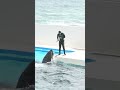 突然の出来事でした‼‼#shorts #鴨川シーワールド #surfing #鴨川 #水族館 #鴨シー #killer #dolphin #癒し #シャチ#잉어,공연