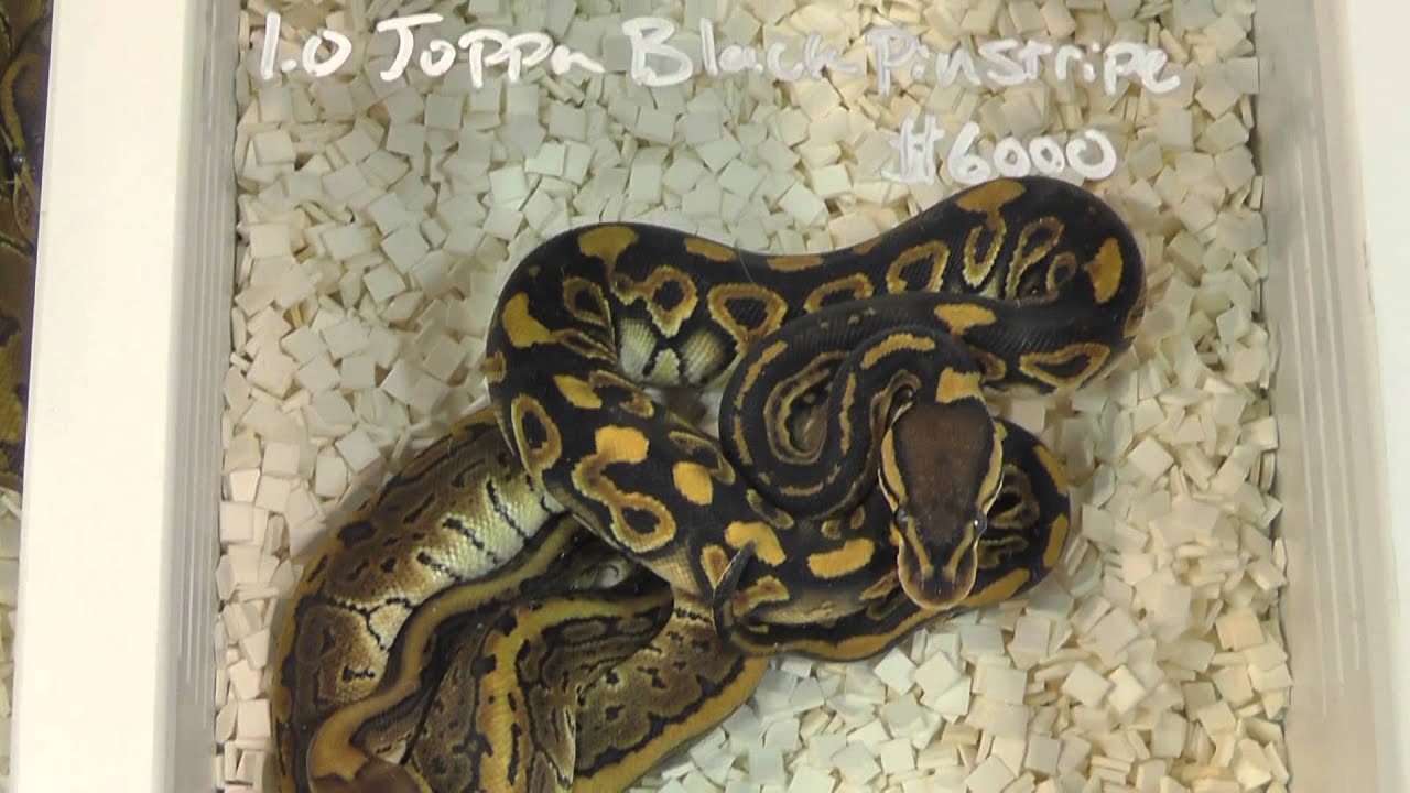 anaheim hotels Anaheim NARBC 2013 Part 1