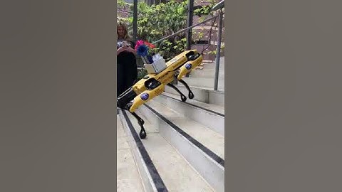 Spot the agile robot dog