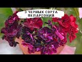 3 ЧЕРНЫЕ ПЕЛАРГОНИИ: Royal Black Rose, Plum Desert и Tomcat