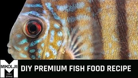 DIY premium fish food recipe. Feed your fishes nutrient-dense food.