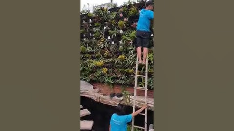 Thi công tường cây bởi đội ngũ Brothers Concept