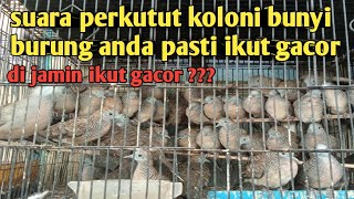 pancingan burung koloni perkutut lokal