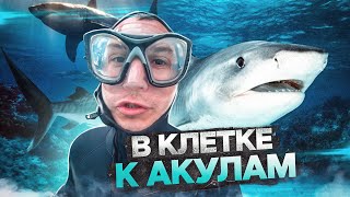 ПОГРУЖЕНИЕ В КЛЕТКЕ К АКУЛАМ!