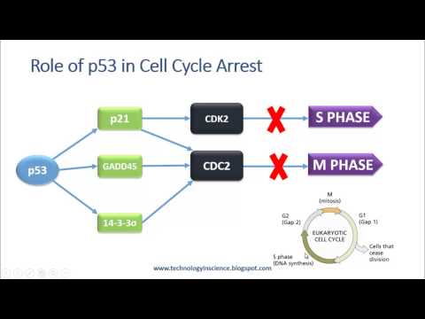 Video: Skillnad Mellan P53 Och TP53